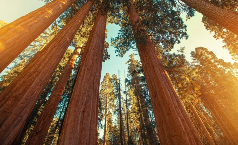 A forest of large redwood trees