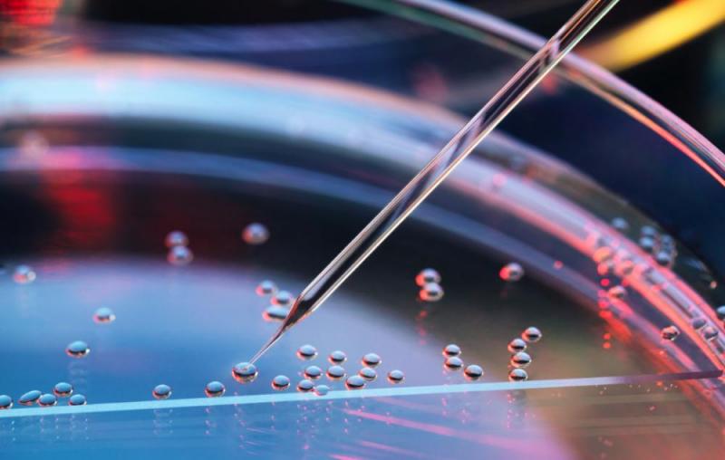 Needle inspecting a petri dish